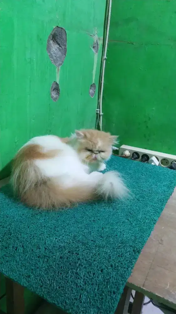 Indukan Kucing Peaknose Longhair BETINA siap kawinl