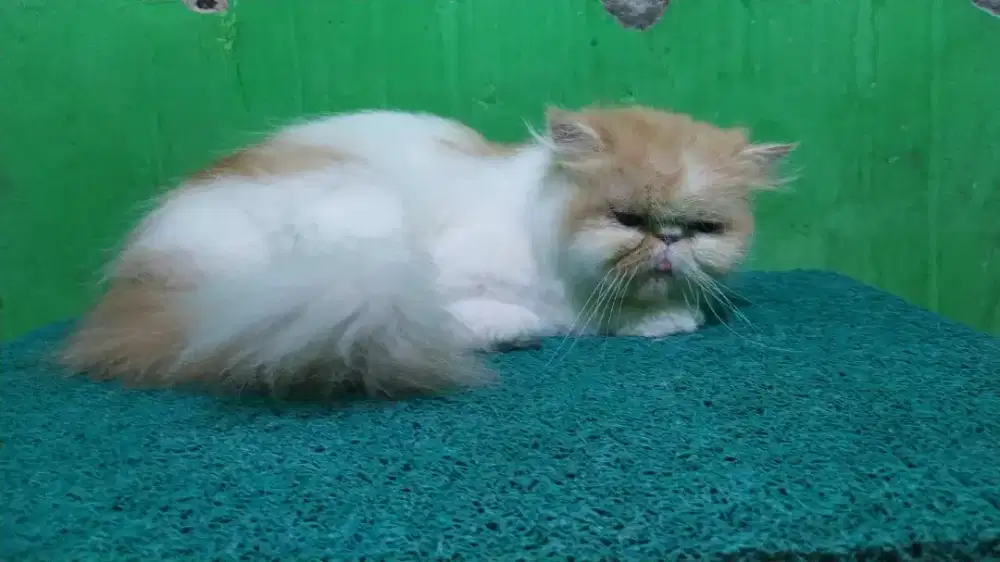 Indukan kucing Peaknose Longhair BETINA siap kawin