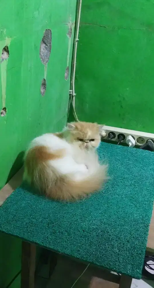 Indukan Kucing Peaknose BETINA siap kawin