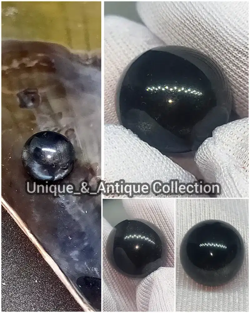 Mutiara Hitam Laut Alam Kerang Kampak Pinna Atrina Black Pearl Langka