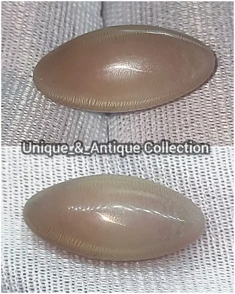Mutiara Alam Siput Keong Laut Conch Pearl Mata Kucing Unik Langka