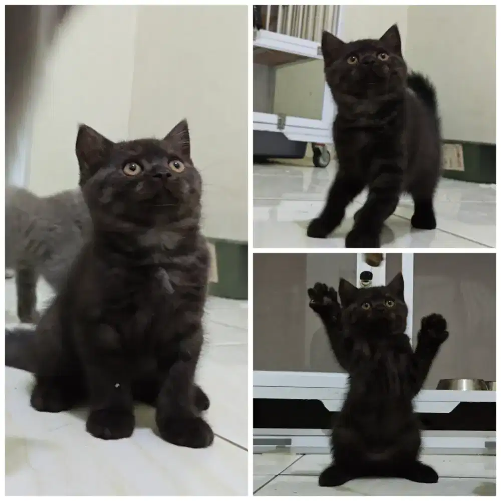 BSH Black Solid Betina