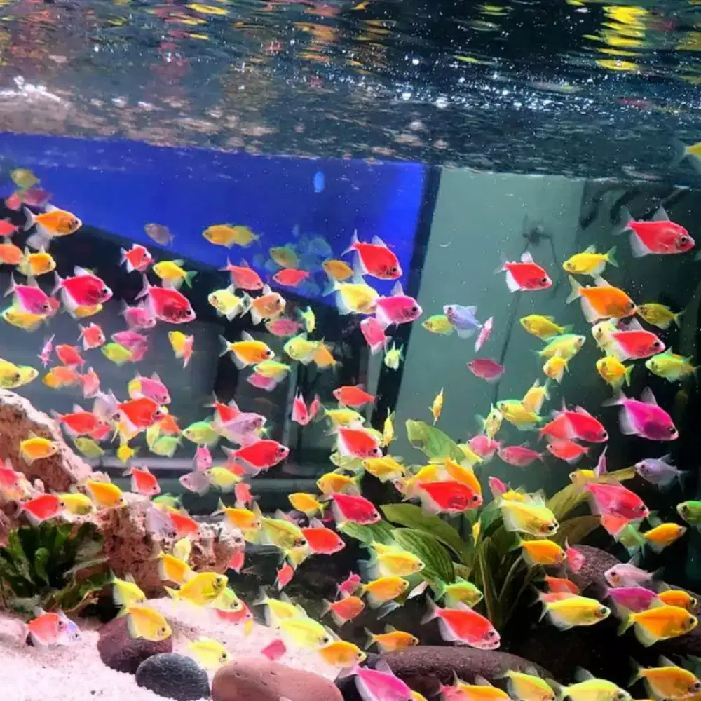 Jual ikan hias harga grosir