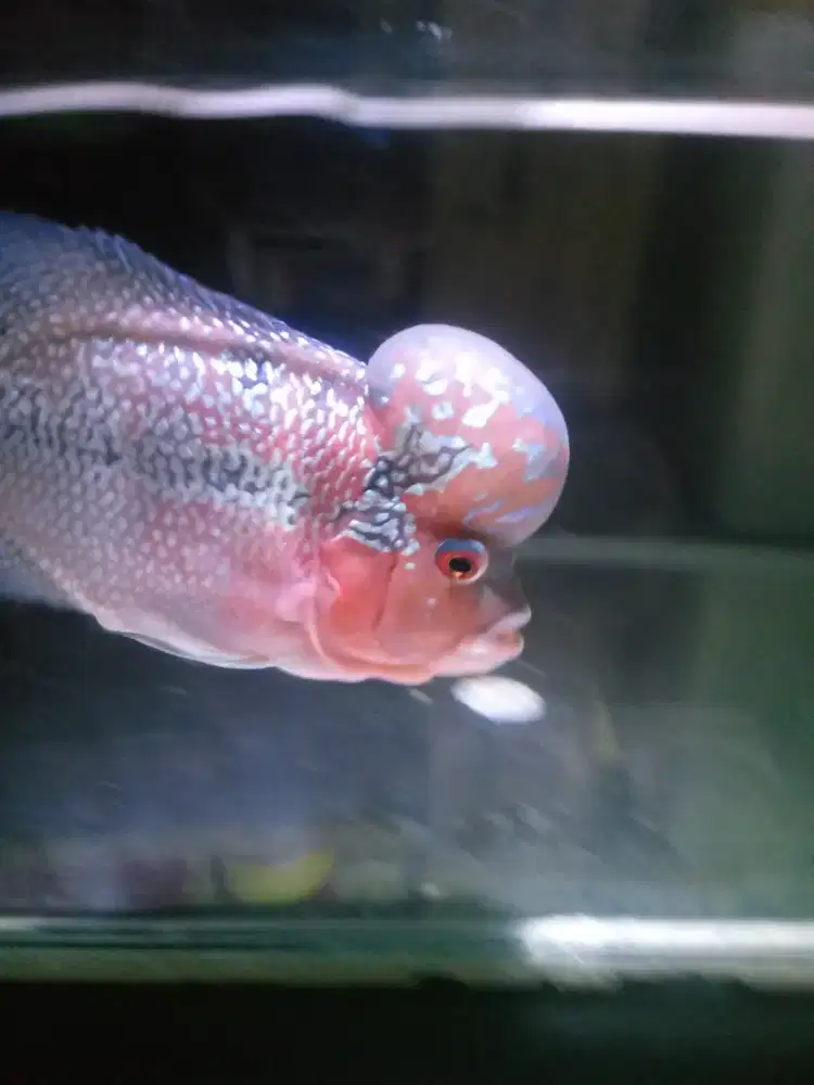 Dijual ikan lohan ukuran 5 Jari