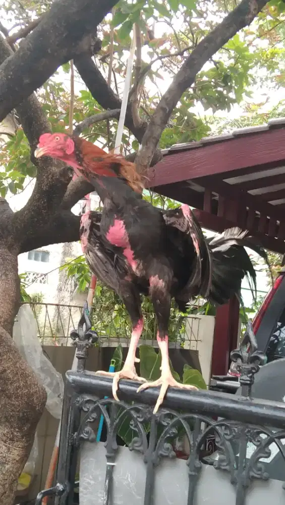 Ayam Bangkok klasik satria sinekti (tidak ada kulit sisik kaki)