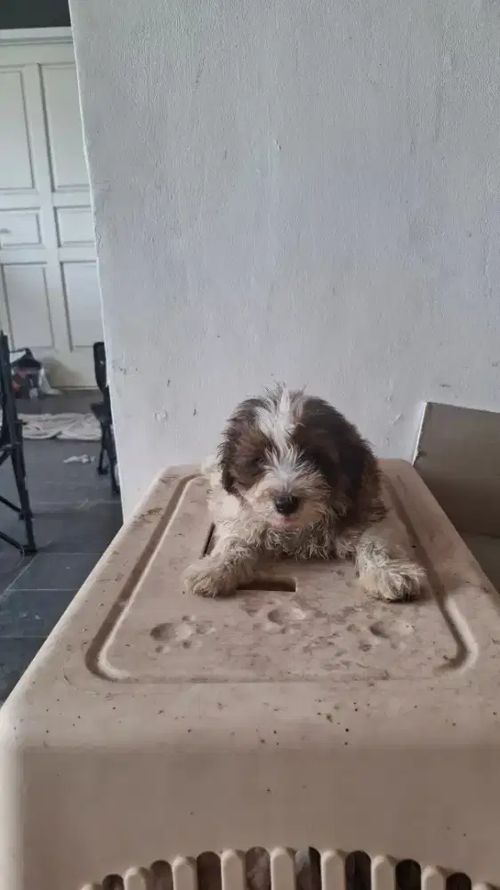 Shihtzu Puppies