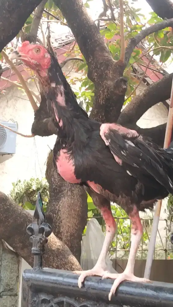 Ayam bangkok Betina Satria Sinekti/tidak ada kulit sisik kakinya/polos