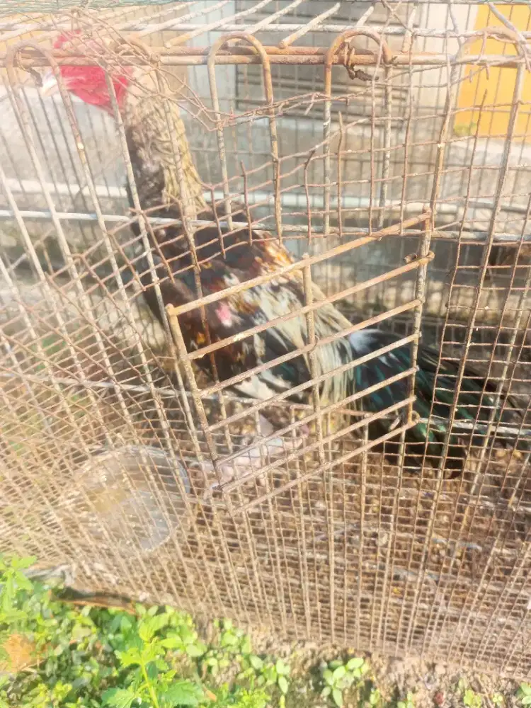 Ayam Bangkok muda