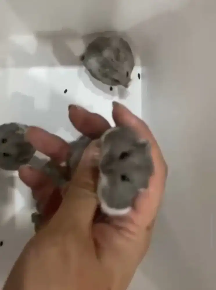 Hamster campbell blue