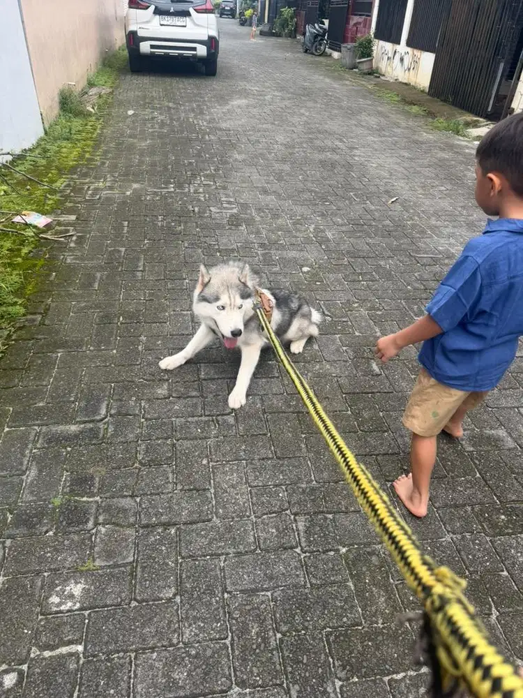 Husky siberian - Cantik