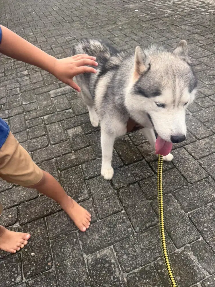 Husky siberian - Cantik
