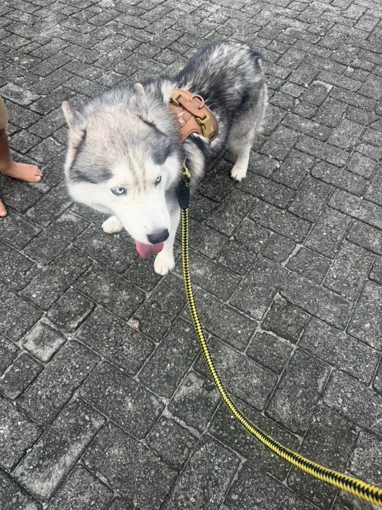 Husky siberian - Cantik