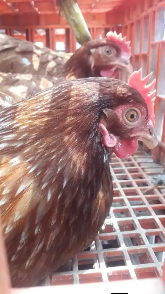 Ayam Petelur jenis isa Brown  usia 20 minggu