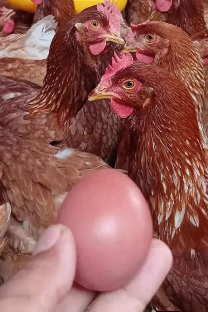 Ayam Petelur jenis lohman Brown usia 20 minggu