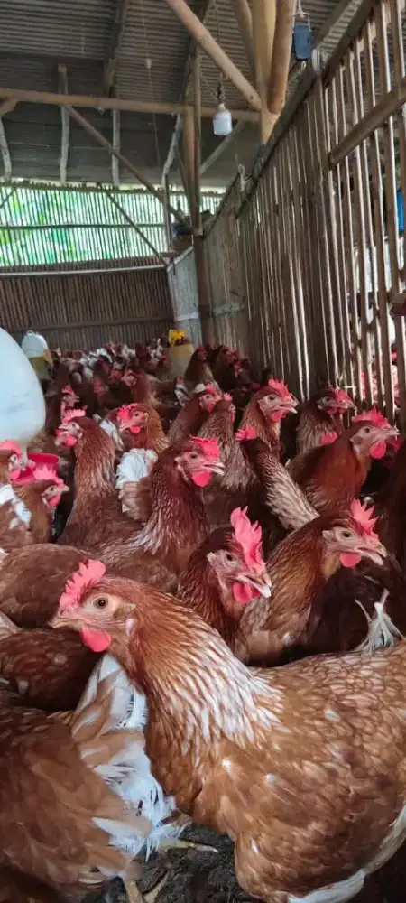 Ayam Petelur produksi usia 21 minggu jenis lohman Brown