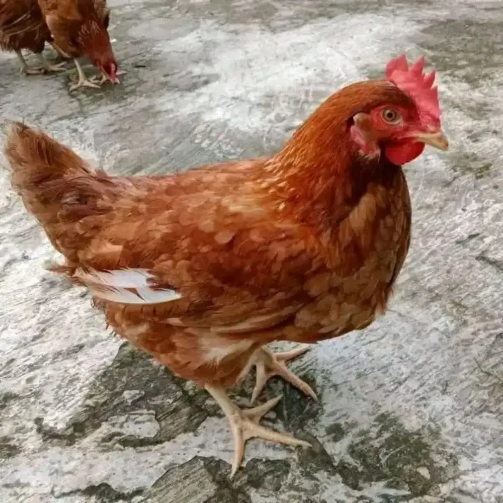 Ayam Petelur Usia 20 minggu