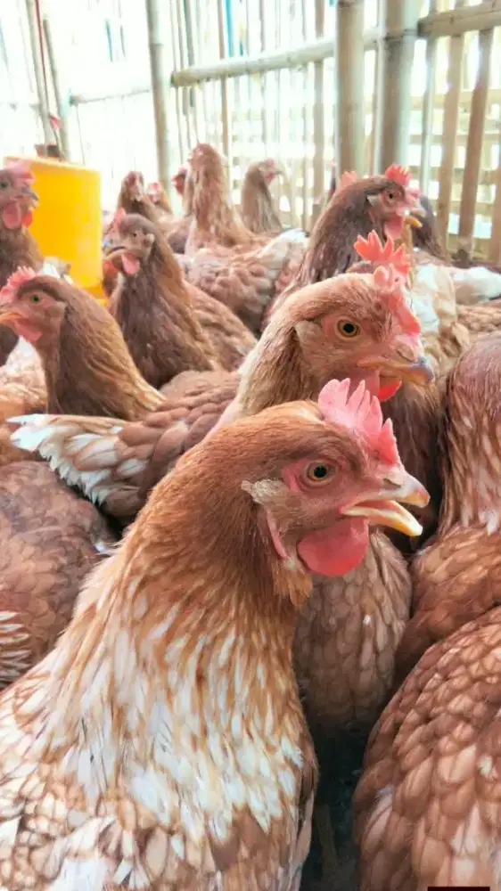 Ayam Petelur Usia 20 minggu cakep