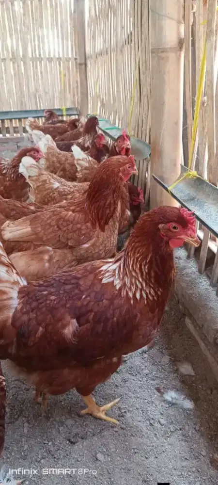 Ayam Petelur Usia 20 minggu