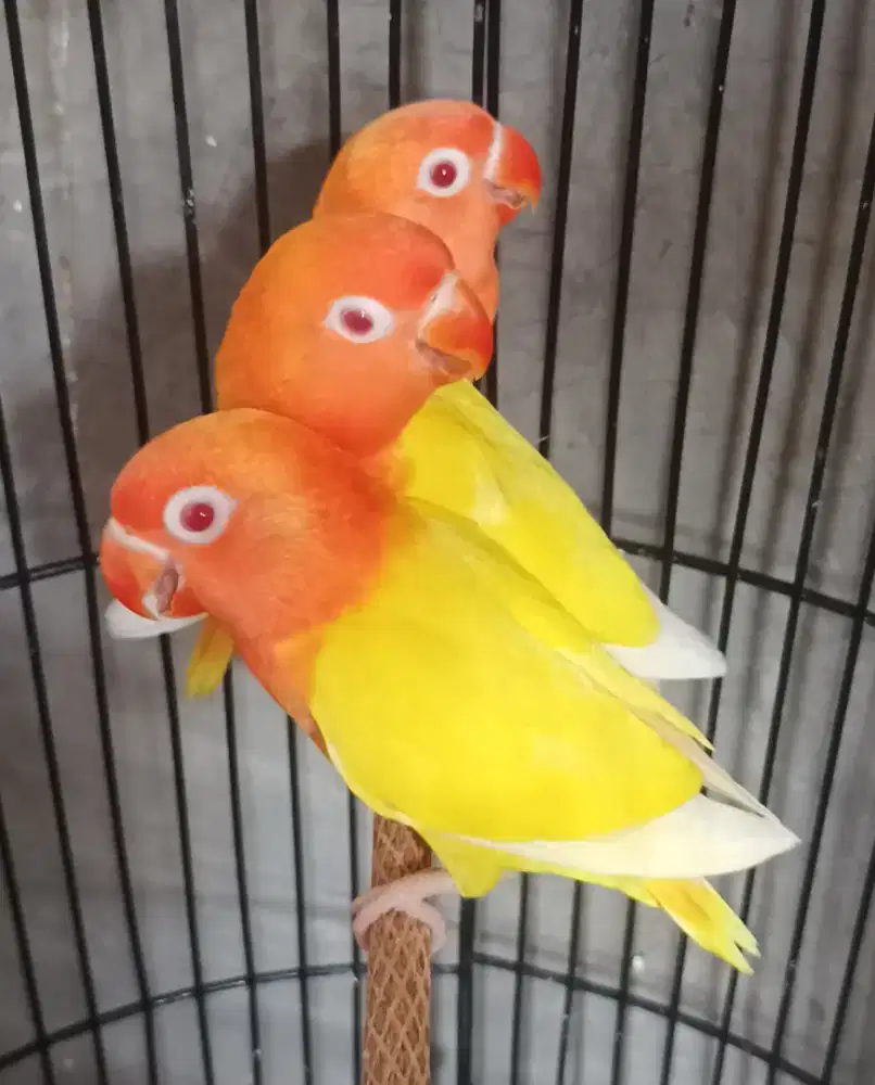 Burung Lovebird love bird Lutino MM mata merah paud