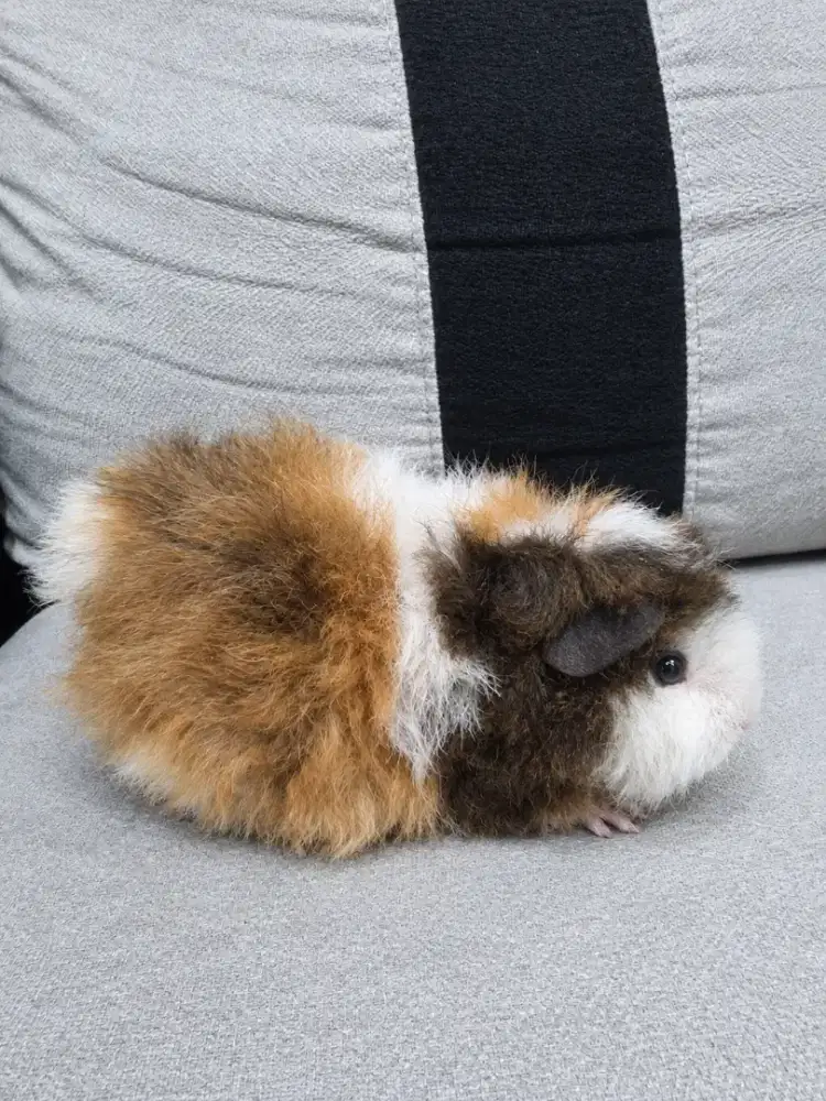 Marmut hias / guinea pig