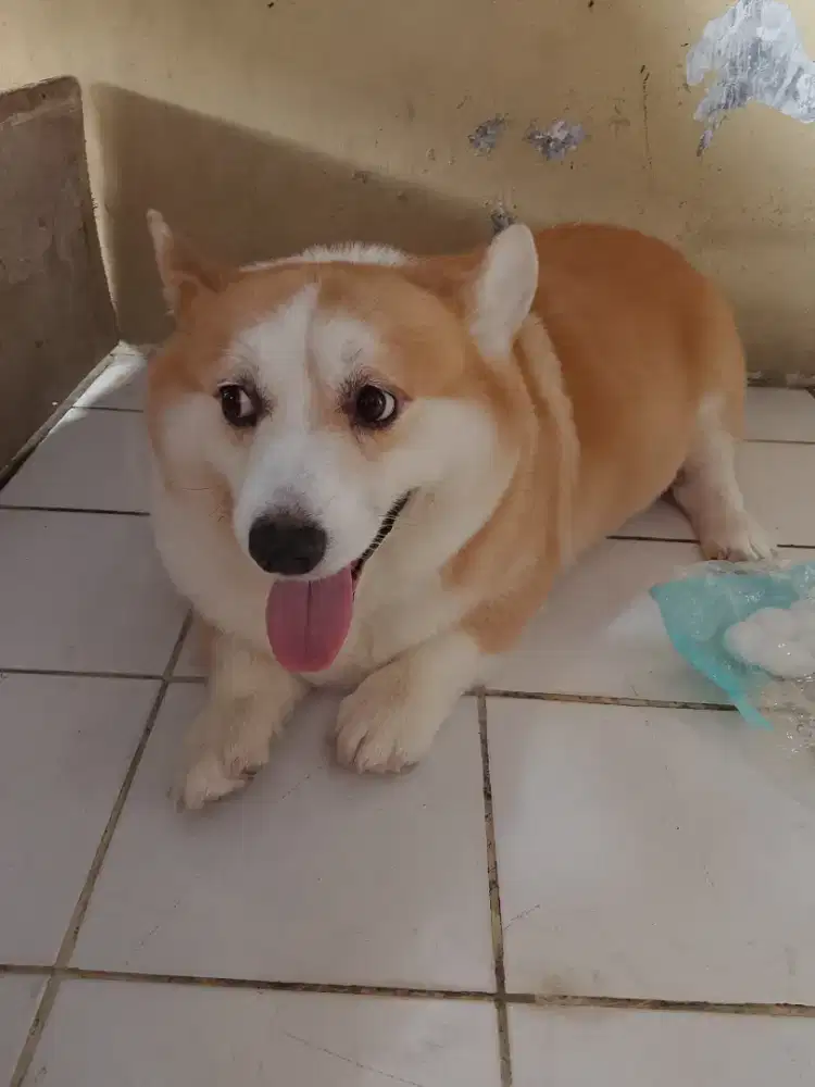 Grooming panggilan Jakbar LDC PETSHOP