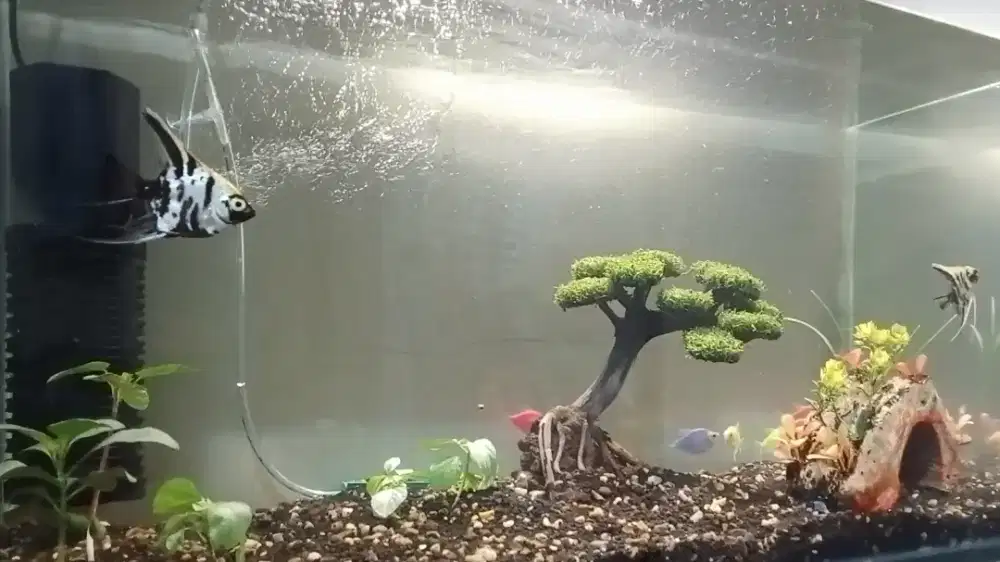 Aquarium fullset