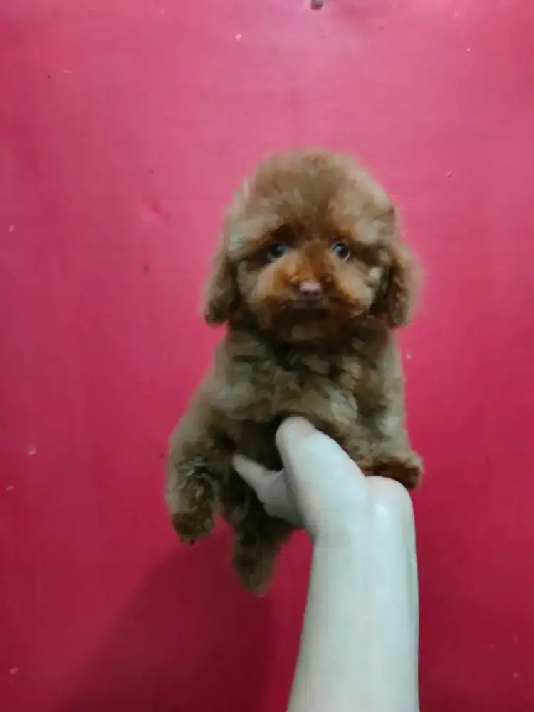 Poodel red jantan cakep stambum