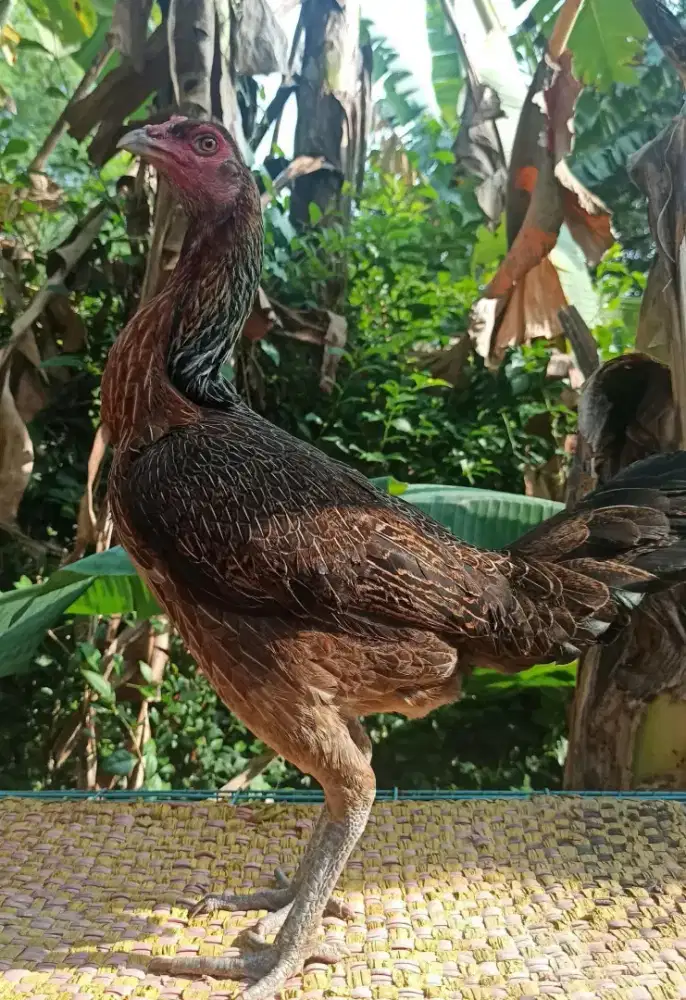 AYAM BIANG  PAMA