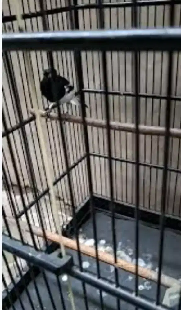 Kacer hbis mbung ke tiga kali