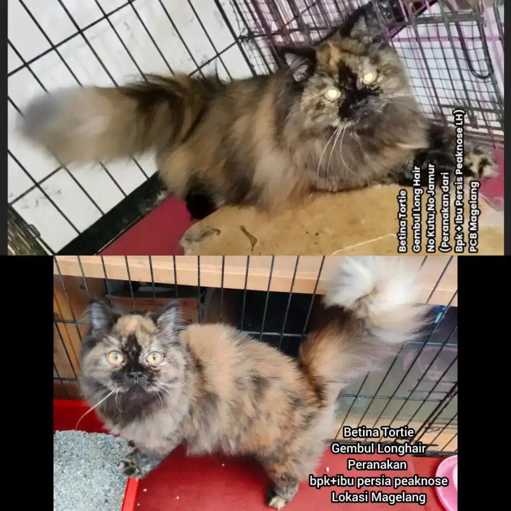 Kucing Persia Medium Betina Tortie