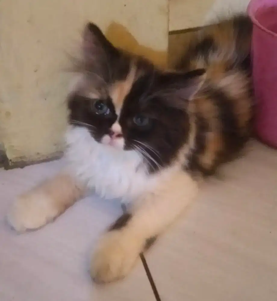 jual kucing persia medium