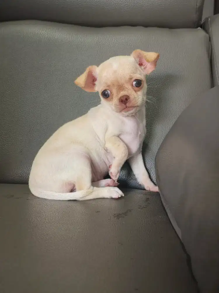 Chihuahua Betina