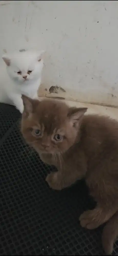 OB Kucing Kitten BSH British Shorthair Carrier Cinnamon