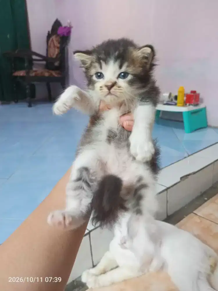 kiten kucing Persia betina dan jantan