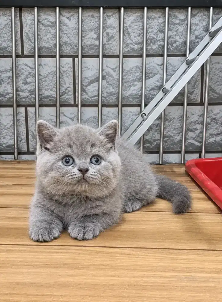 BSH Lilac Betina