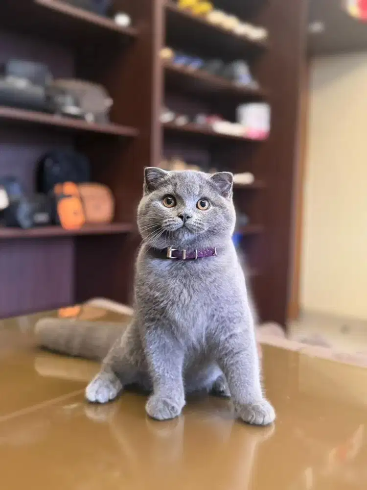 kucing scottish fold sf