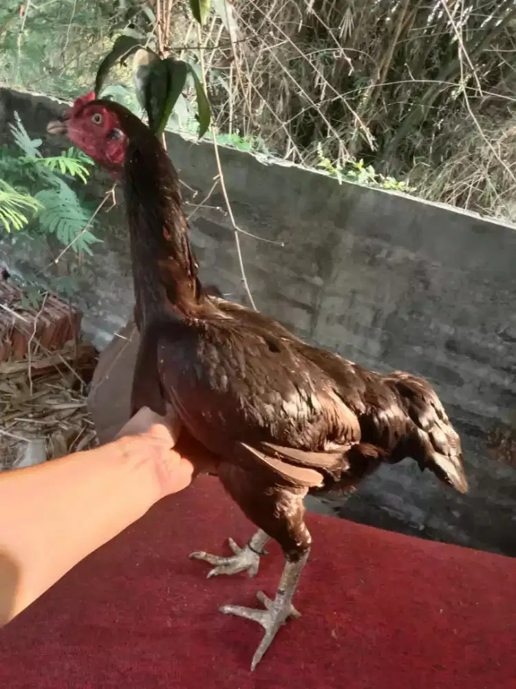 Ayam betina aseel mianwali mantap murah aja