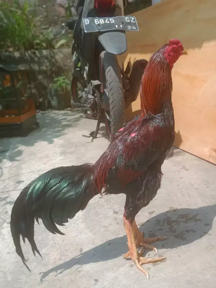 Ayam jago shamo Jepang line ORI minus mata rabun sebelah murah