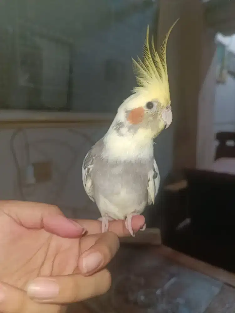 Burung Falk jinak
