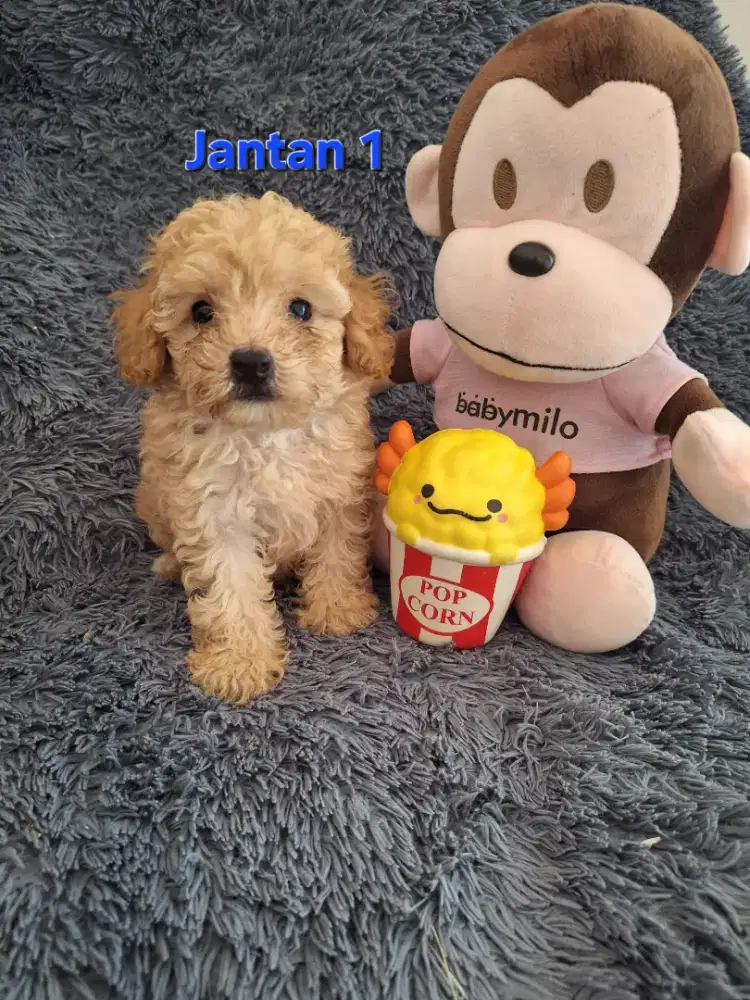Dijual anakan poodle super bear