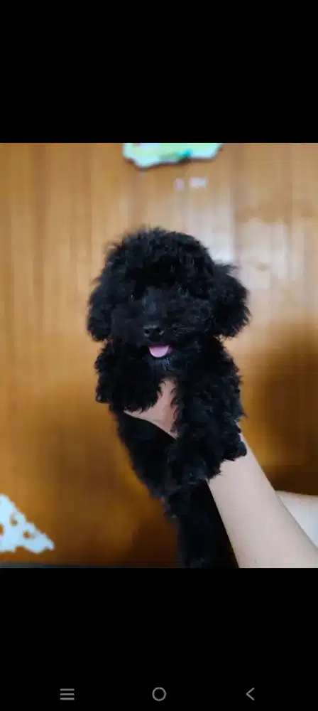 black toy poodle