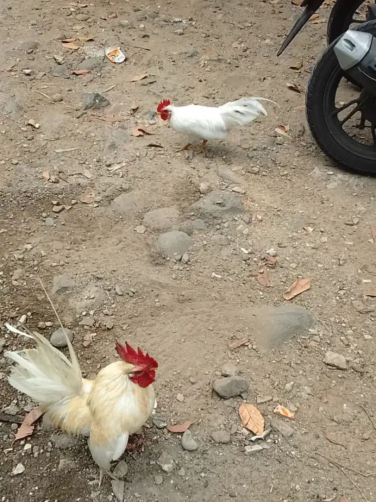 Sotre ayam Kate