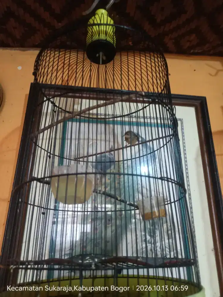 Prenjak Atas Jantan