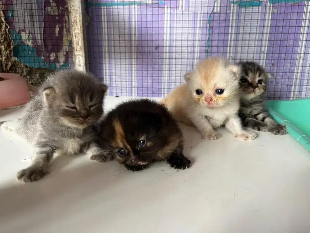 Kucing Persia Medium