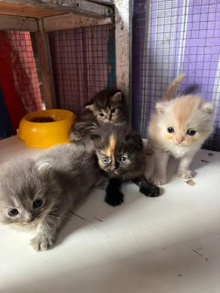 Kucing Persia Medium