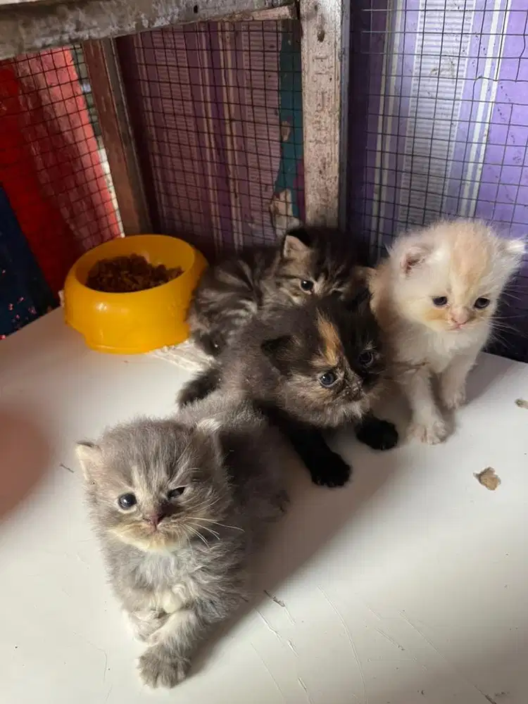 Kucing Persia Medium