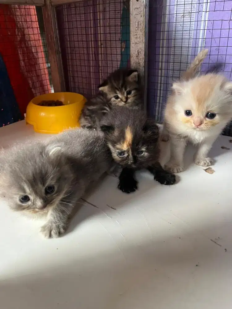 Kucing Persia Medium