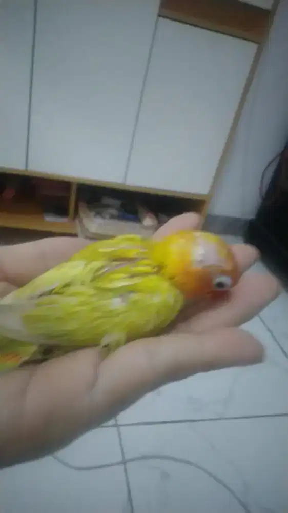 Jual anak lolohan lovebird dari indukan lutino mata hitam umur 2 bulan