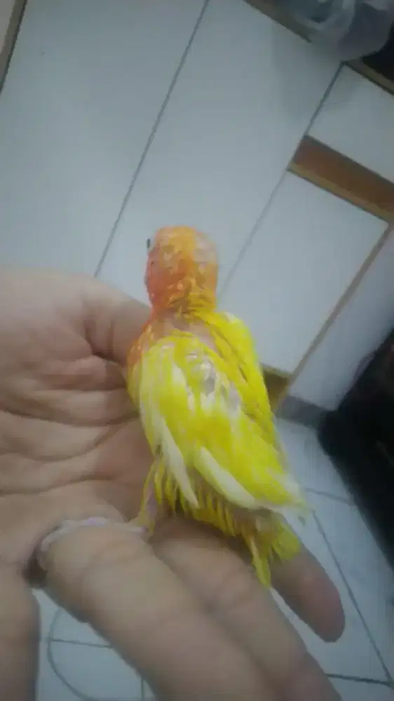 Anakan lovebird lutino mata hitam