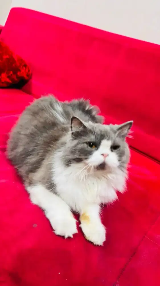 Kucing british long hair